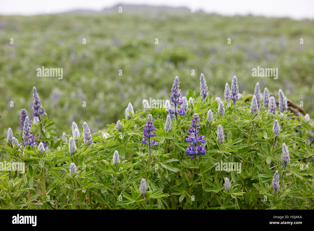 I lupini lupinus nootkatensis crescente selvatici nei pressi di vik sud dell'Islanda Foto Stock