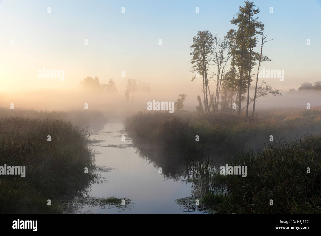La nebbia di mattina nel prato di foresta di Bialowieza, Polonia, l'Europa. Foto Stock
