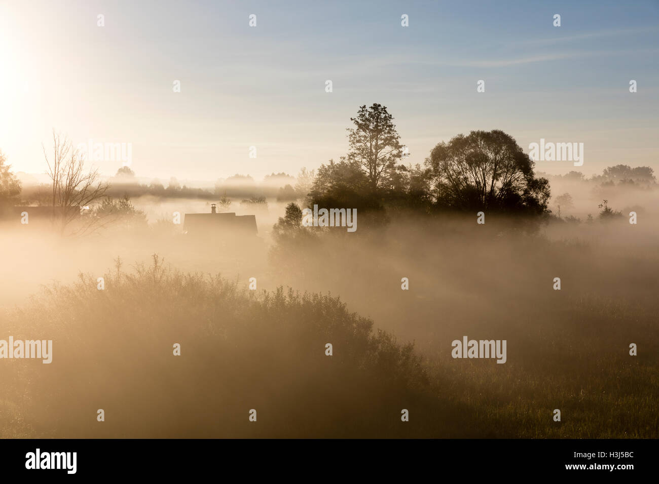 La nebbia di mattina nel prato di foresta di Bialowieza, Polonia, l'Europa. Foto Stock