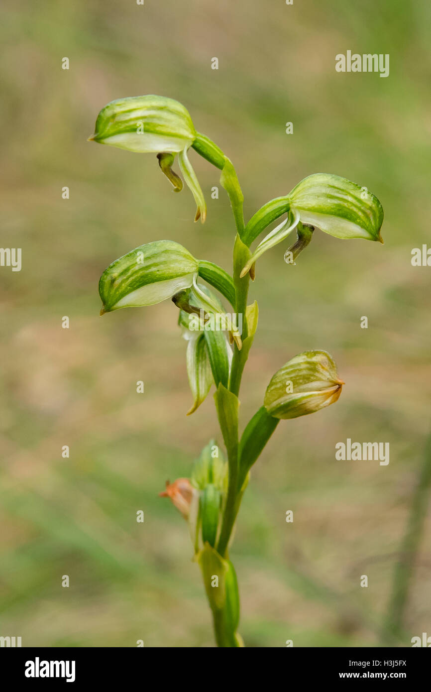 Pterostylis chlorogramma, verde-striped Greenhood a Baluk Willam Flora Riserva, Belgrave Sud, Victoria, Australia Foto Stock