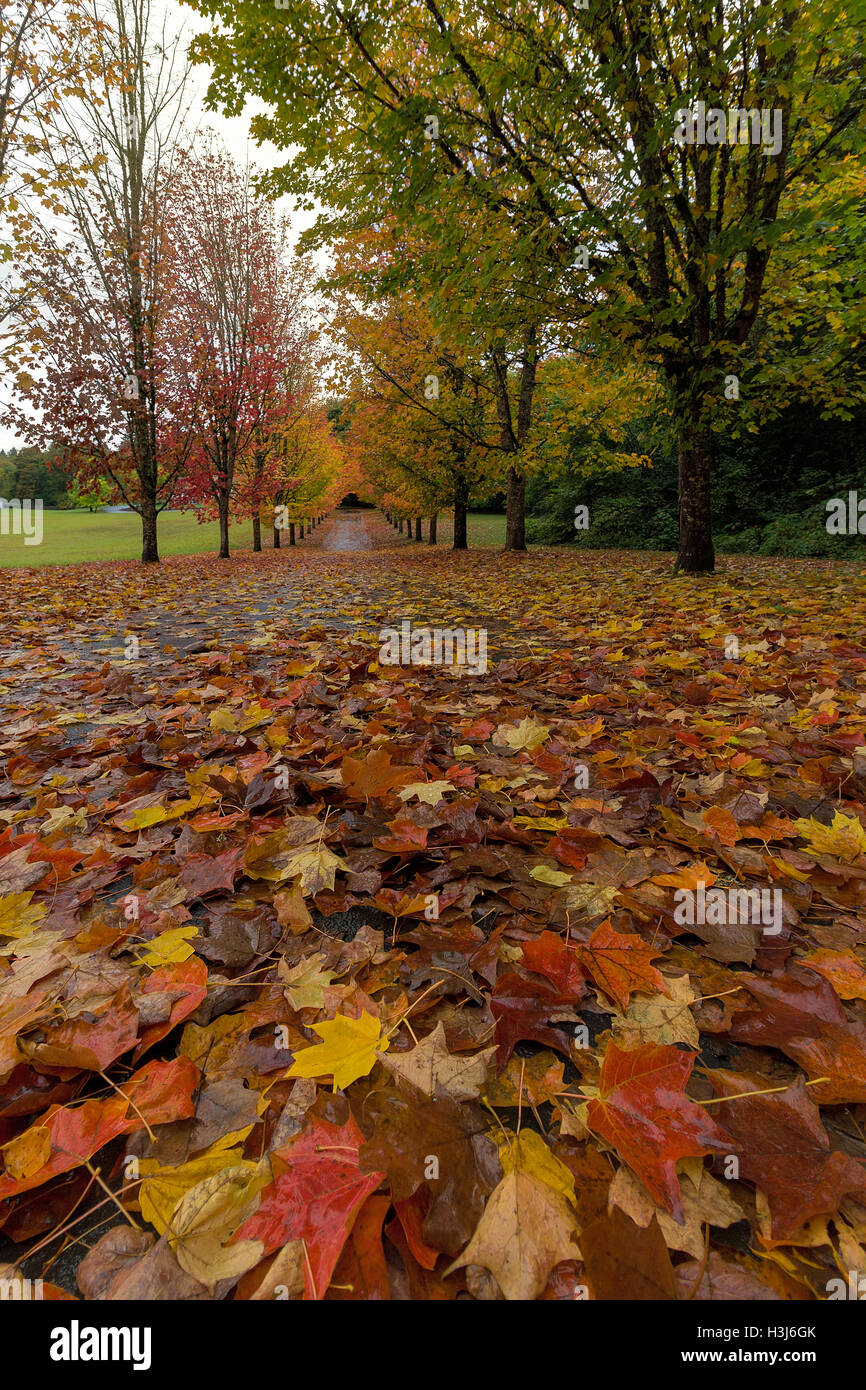 Colorato caduta foglie di acero sul terreno del giardino percorso in autunno Foto Stock