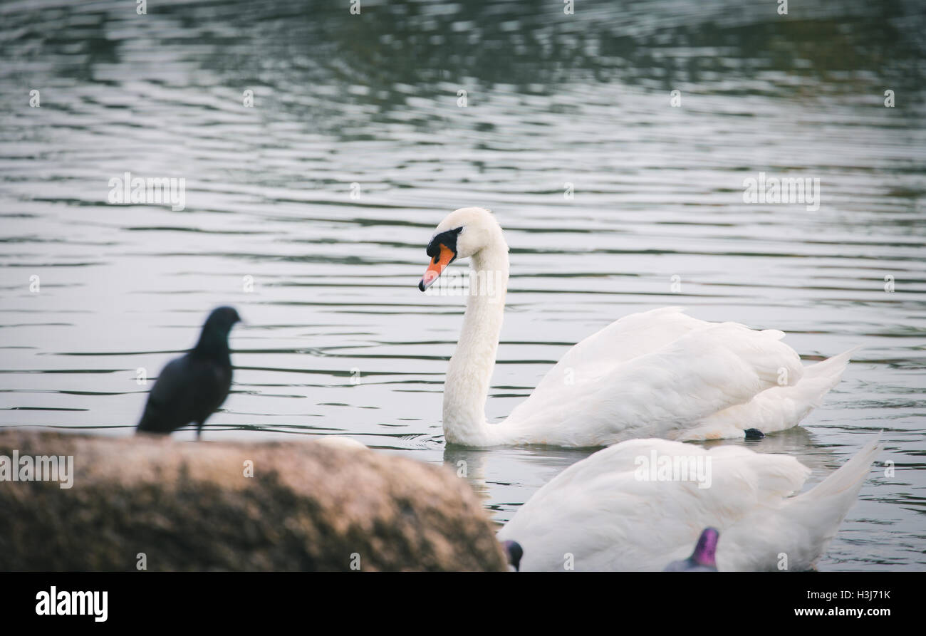 Il White Swan galleggiante sull' acqua scura vicino alla banca che pigeon permanente sulla roccia marrone come primo piano sfocato Foto Stock