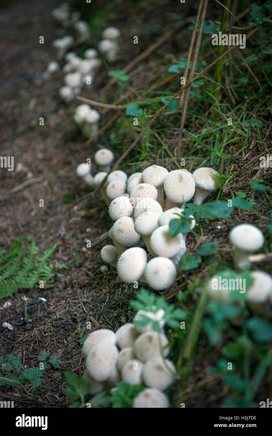 Funghi Puffball vicino Lambley, Northumberland, Regno Unito Foto Stock