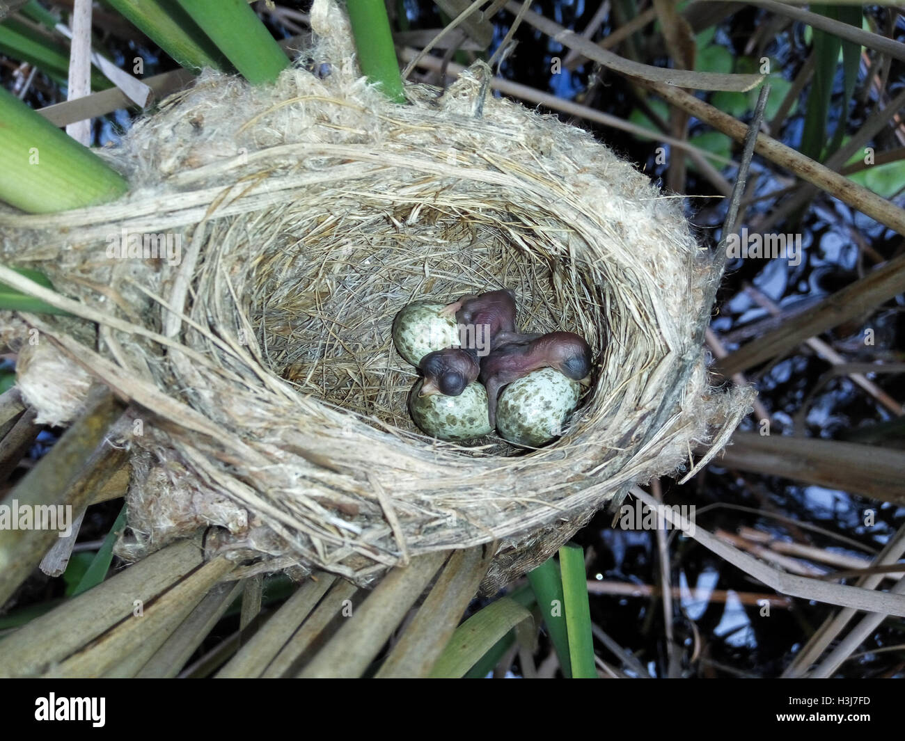 Il nido delle Paddyfield Trillo in natura. Russia, Rjazan Regione (Ryazanskaya oblast), il distretto Pronsky. Nowomitschu Foto Stock