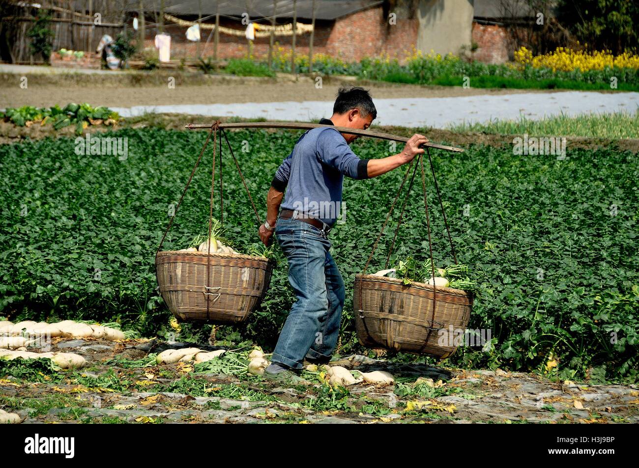 Pengzhou, Cina: Cinese agricoltore portante due cesti di vimini riempito di fresco con bianco scavato Daikon ravanelli attraverso un campo Foto Stock