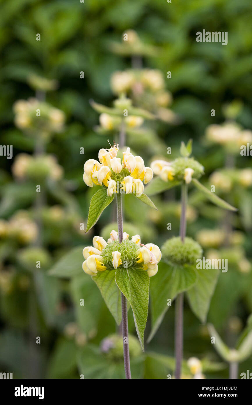 Phlomis fruticosa. Gerusalemme salvia fiore. Foto Stock