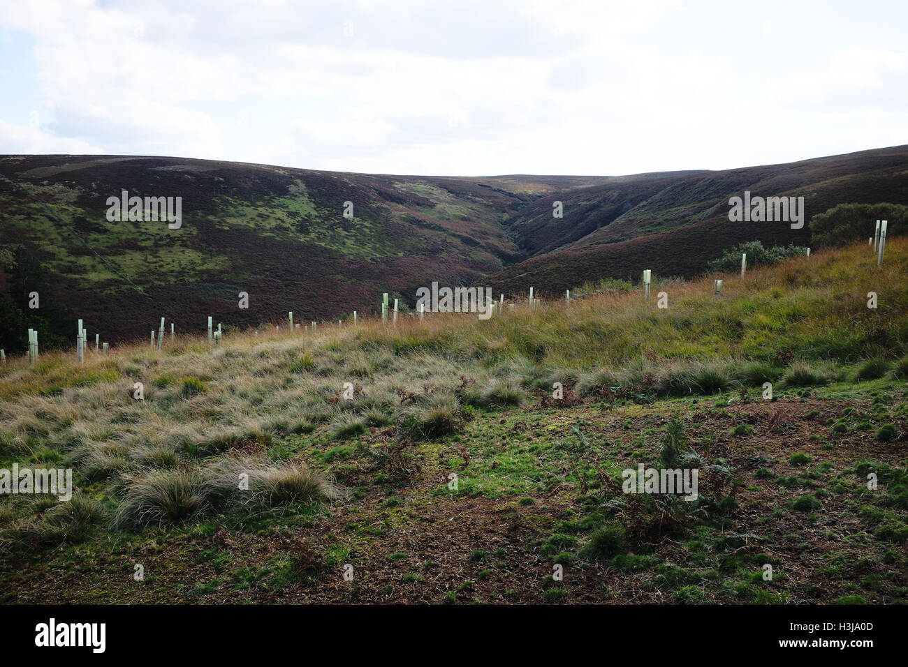 Alberi piantati in albero-tubi su Howden Moor, nel Parco Nazionale di Peak District come parte del Clough boschi progetto Foto Stock