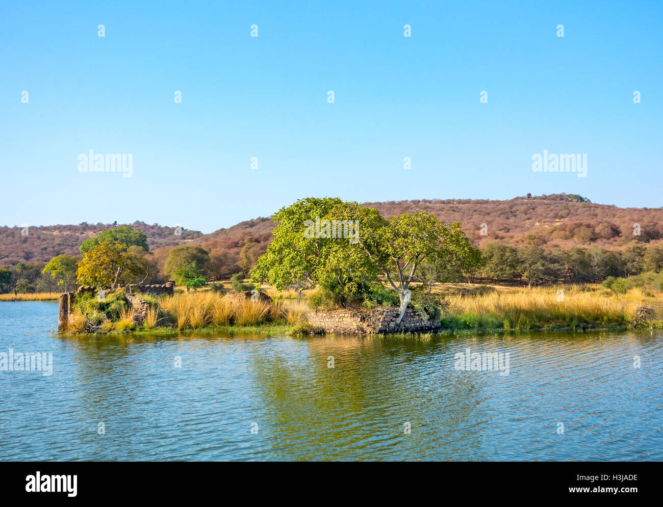 Rovine storiche all'interno Ranthambhore national park Foto Stock