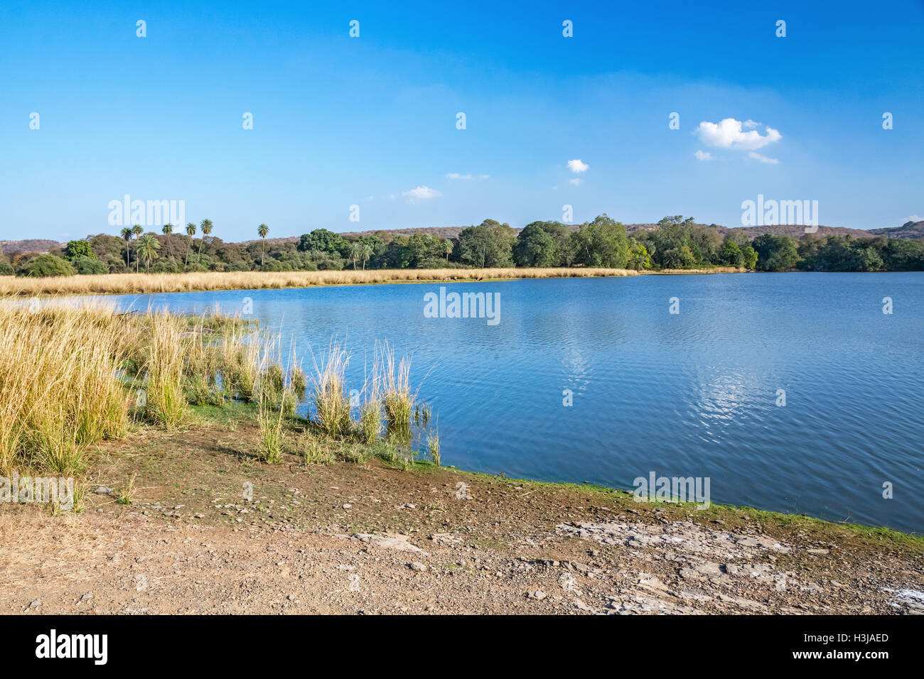 Lago Rajbag in ranthambhore National Park, India Foto Stock