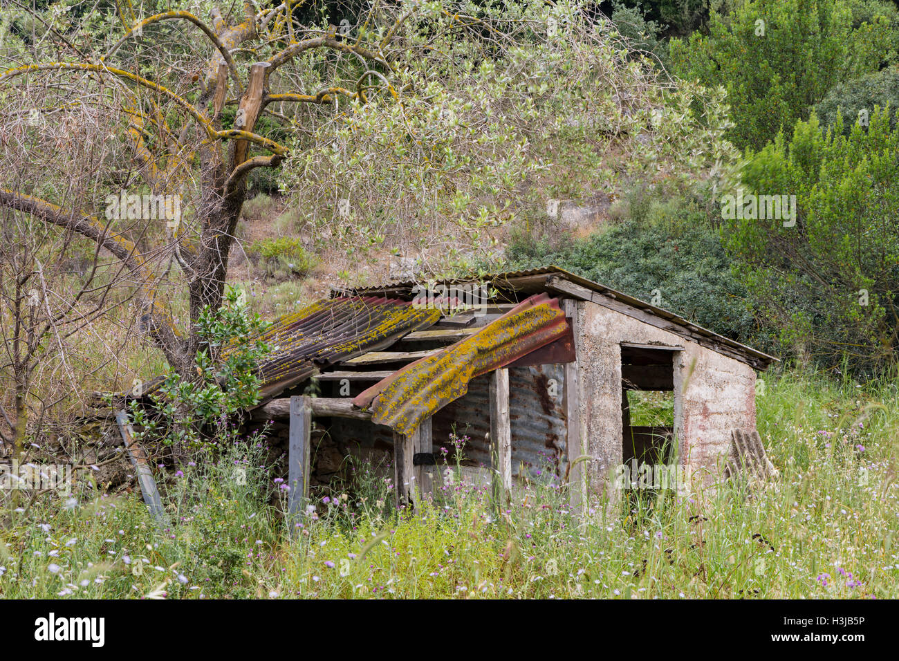 Un vecchio capannone greco sta fatiscente in un campo di fiori selvatici, Grecia. Foto Stock