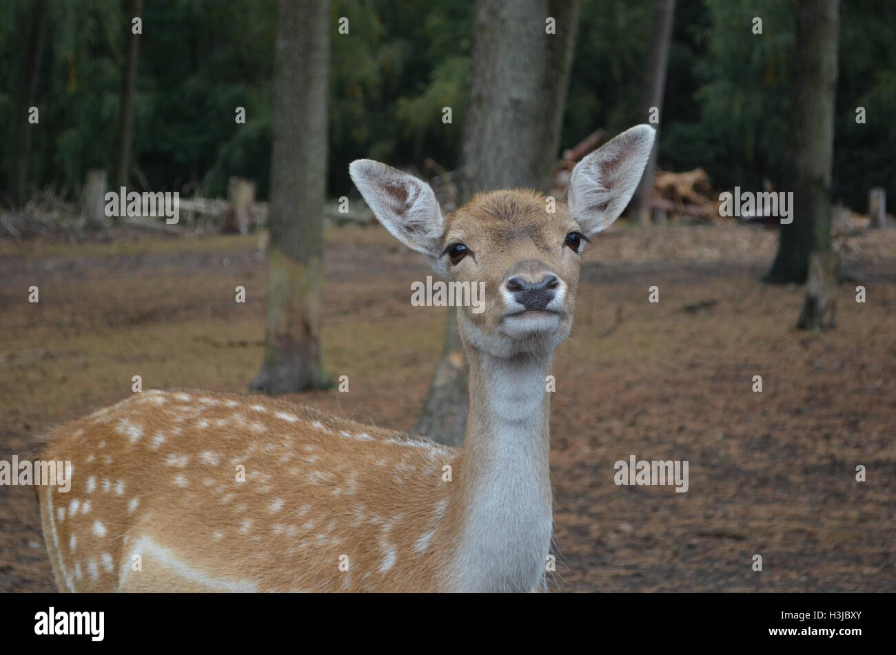 Awesome spotted deer Foto Stock
