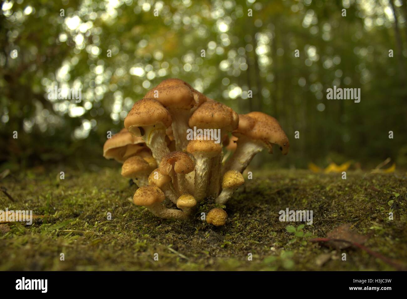 Armillarea Mellea; un cluster di miele funghi marrone Foto Stock