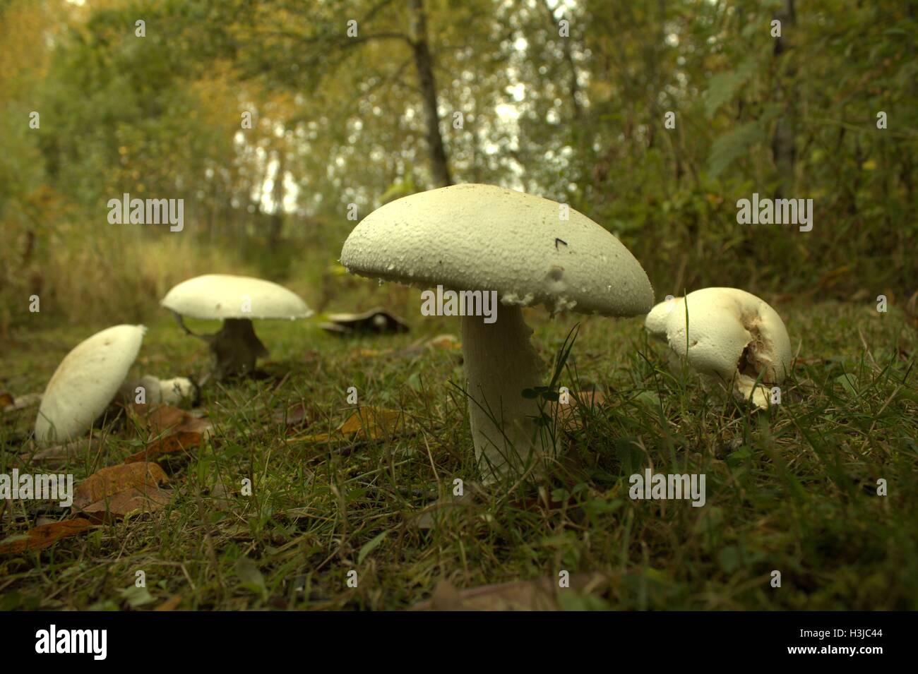 Il villaggio di funghi Foto Stock