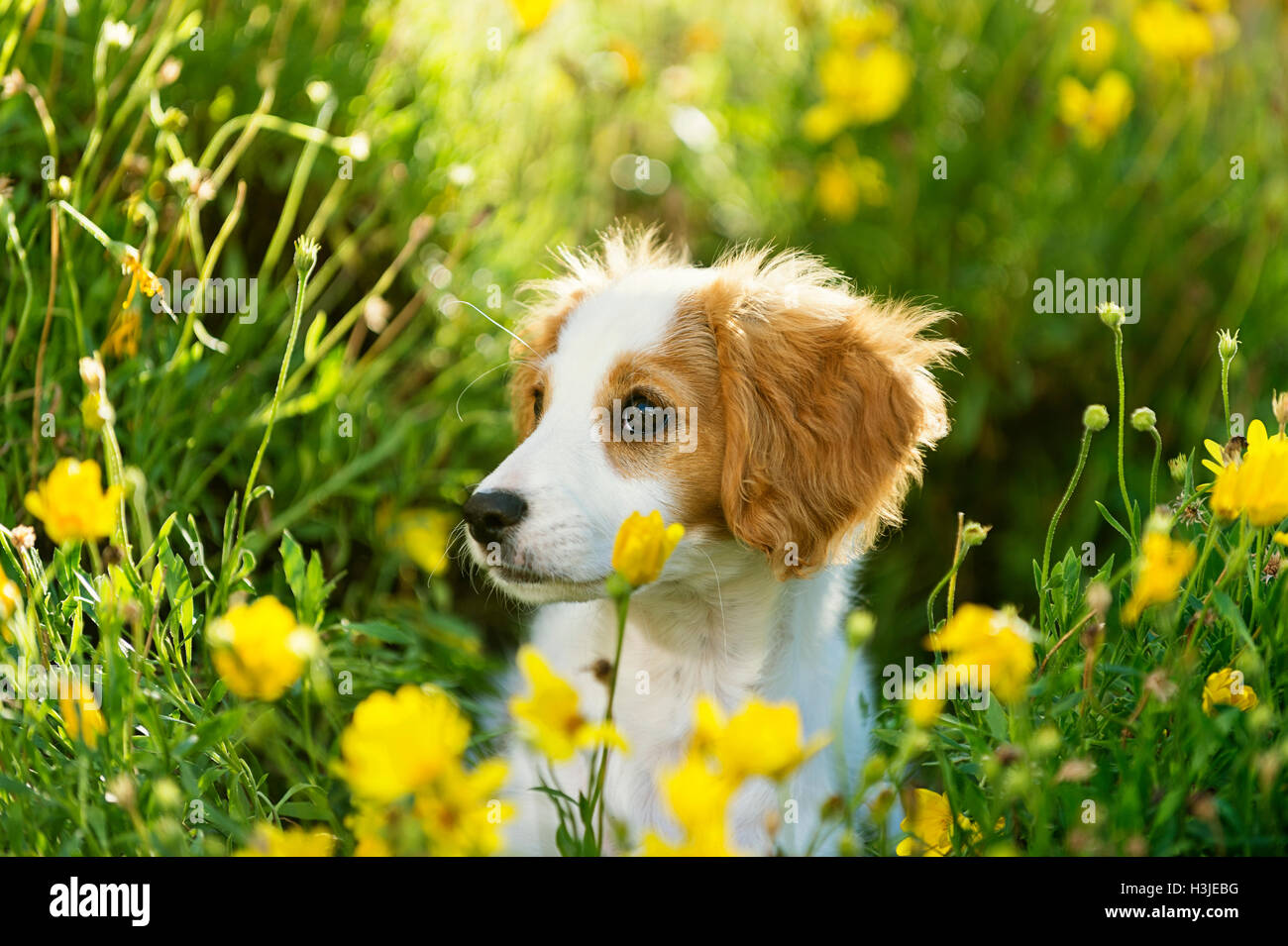 Cavoodle cucciolo di cane gioca in giardino Foto Stock