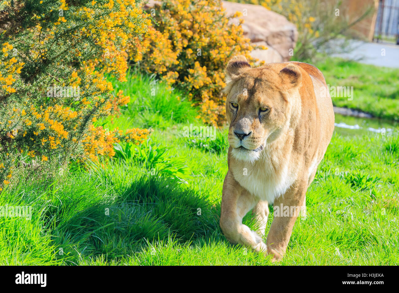 Lion nella bellissima West Midland Safari Park il Apr 23, 2016 a Spring Grove, Regno Unito Foto Stock