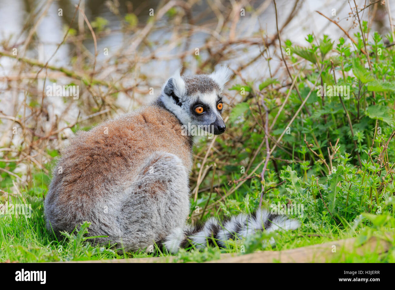 L'anello Tailed Lemur nella bellissima West Midland Safari Park il Apr 23, 2016 a Spring Grove, Regno Unito Foto Stock