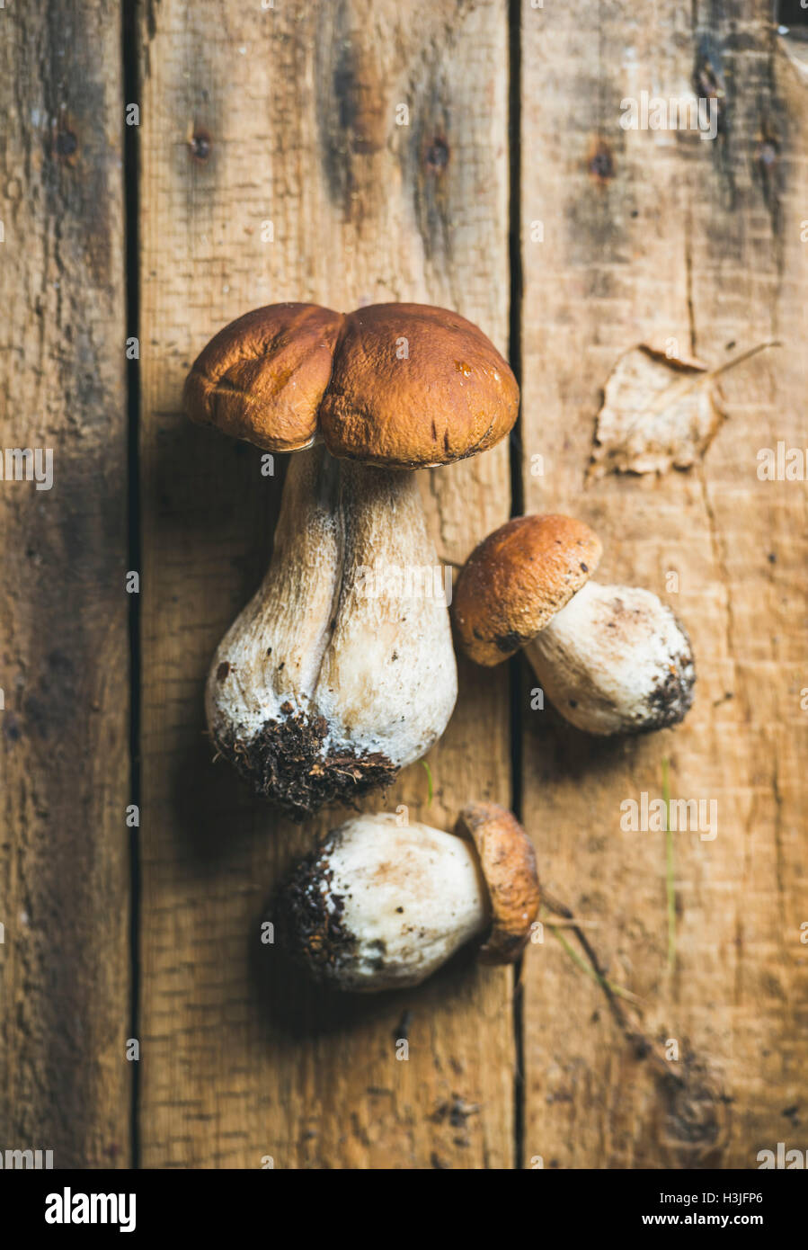 Una grande e due piccole crudo fresco bianco di funghi di bosco e foglia secca sul malandato in legno rustico sfondo, vista dall'alto, selettivo Foto Stock