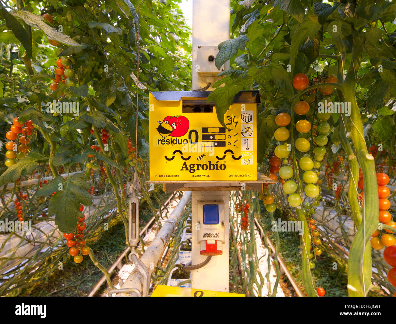 Beehive per impollinazione in una serra coltivazione del pomodoro su scala industriale, Rilland, Zeeland, Paesi Bassi Foto Stock