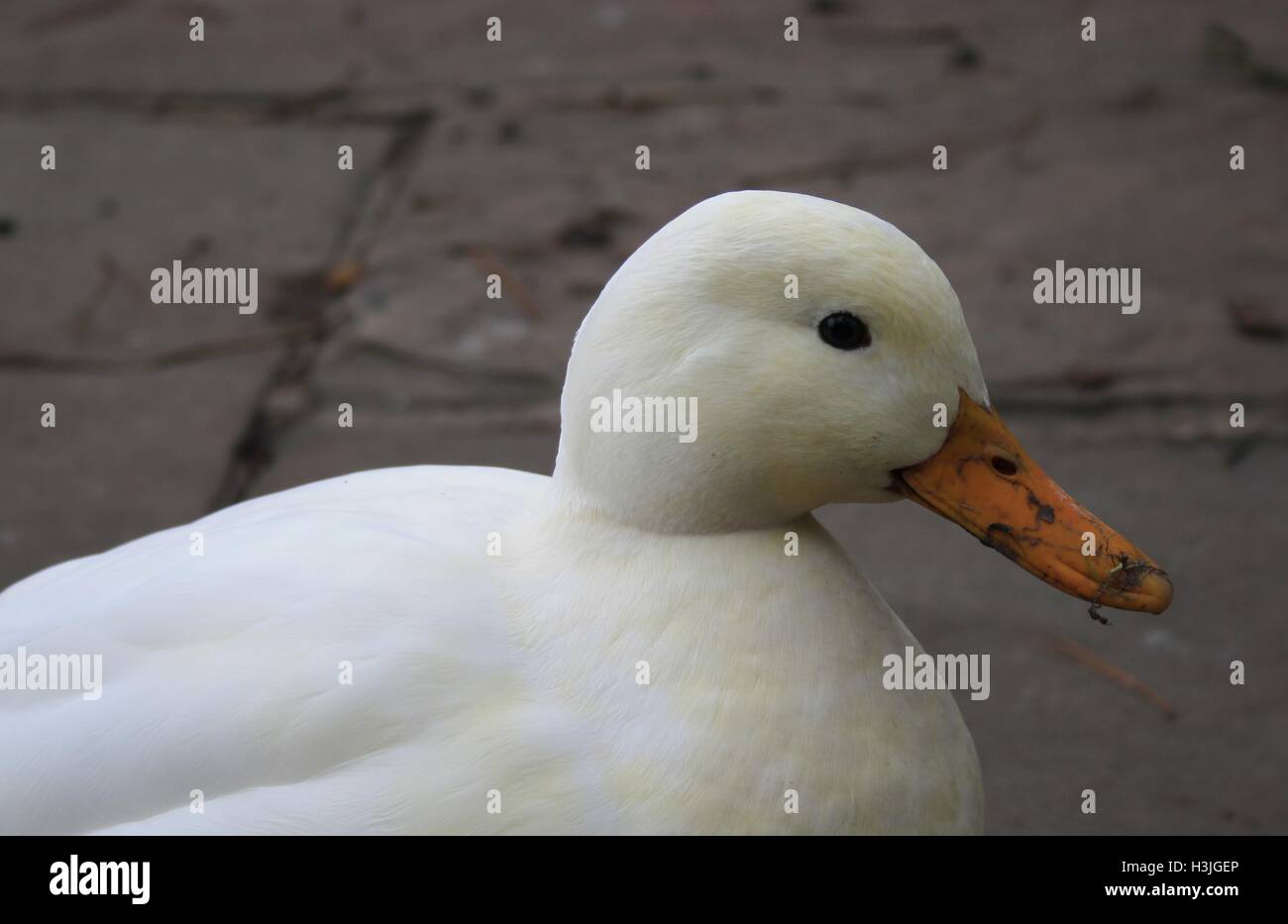Pekin White Duck DERBYSHIRE REGNO UNITO Foto Stock