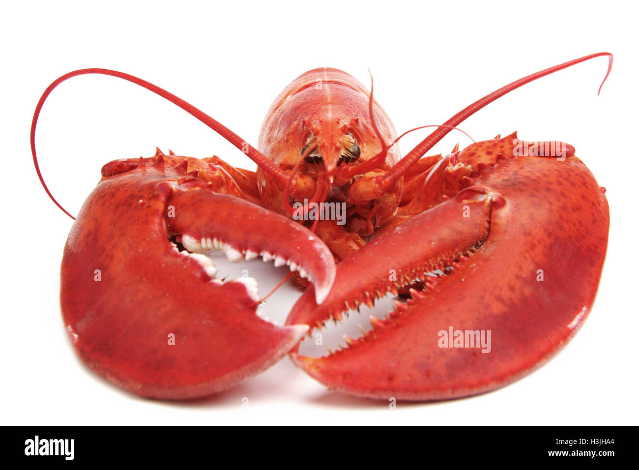 Cotto comune europeo di aragosta isolato un sfondo bianco Foto Stock