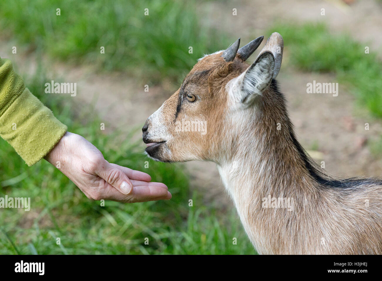 Donna di capra che dà un piacere, "Wildpark Schwarze Berge', Bassa Sassonia, Germania Foto Stock