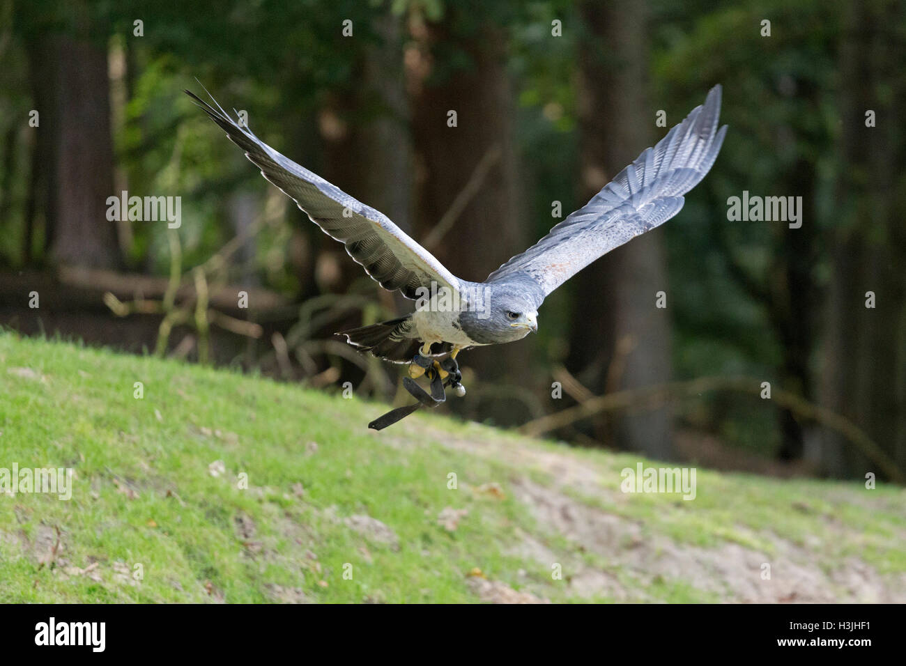Flying Black-chested poiana-eagle, Wildpark Schwarze Berge, Rosengarten, Bassa Sassonia, Germania Foto Stock