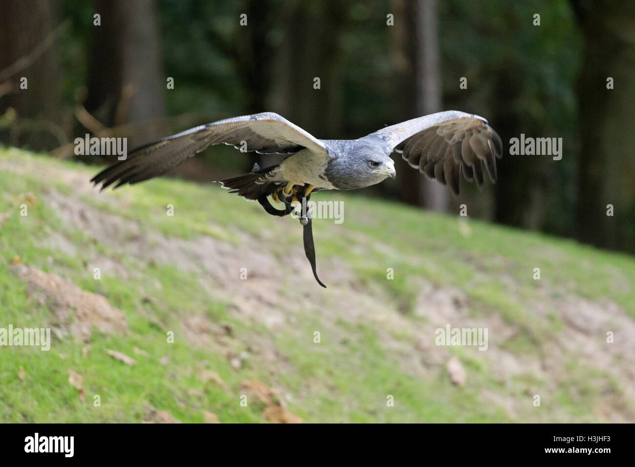 Flying Black-chested poiana-eagle, Wildpark Schwarze Berge, Rosengarten, Bassa Sassonia, Germania Foto Stock