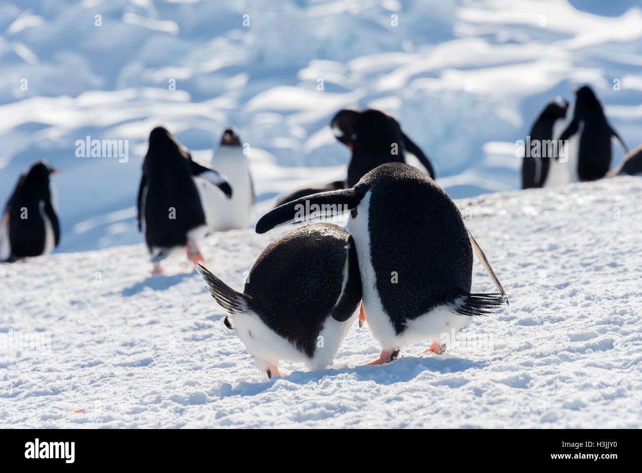 Pacca sulla spalla di pinguini Chinstrap Antartico Foto Stock