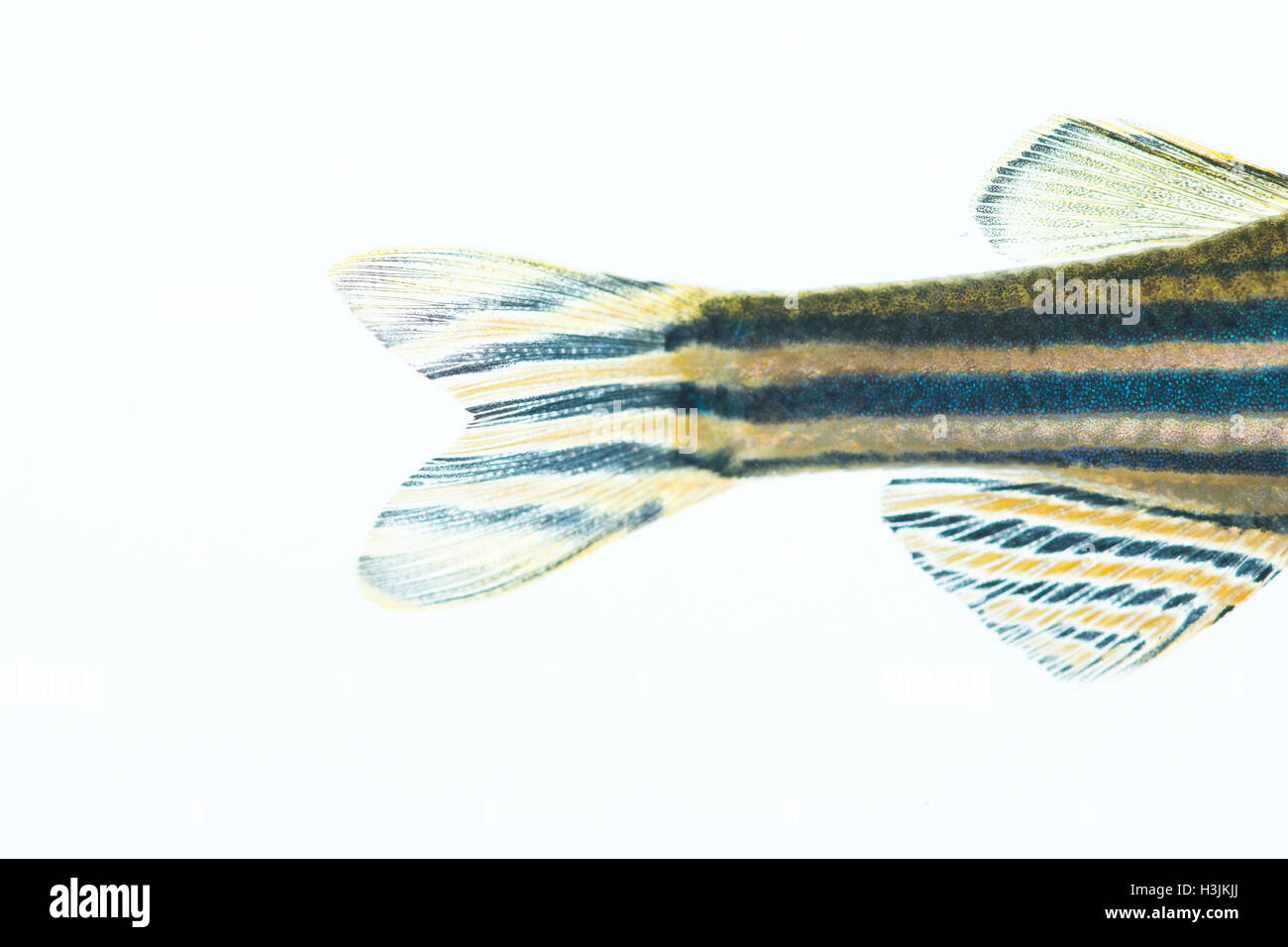 Zebrafish Foto Stock