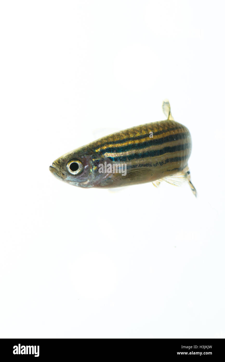 Zebrafish Foto Stock
