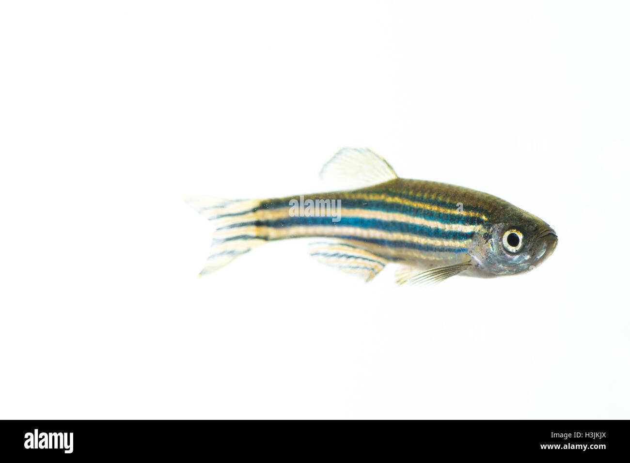 Zebrafish Foto Stock