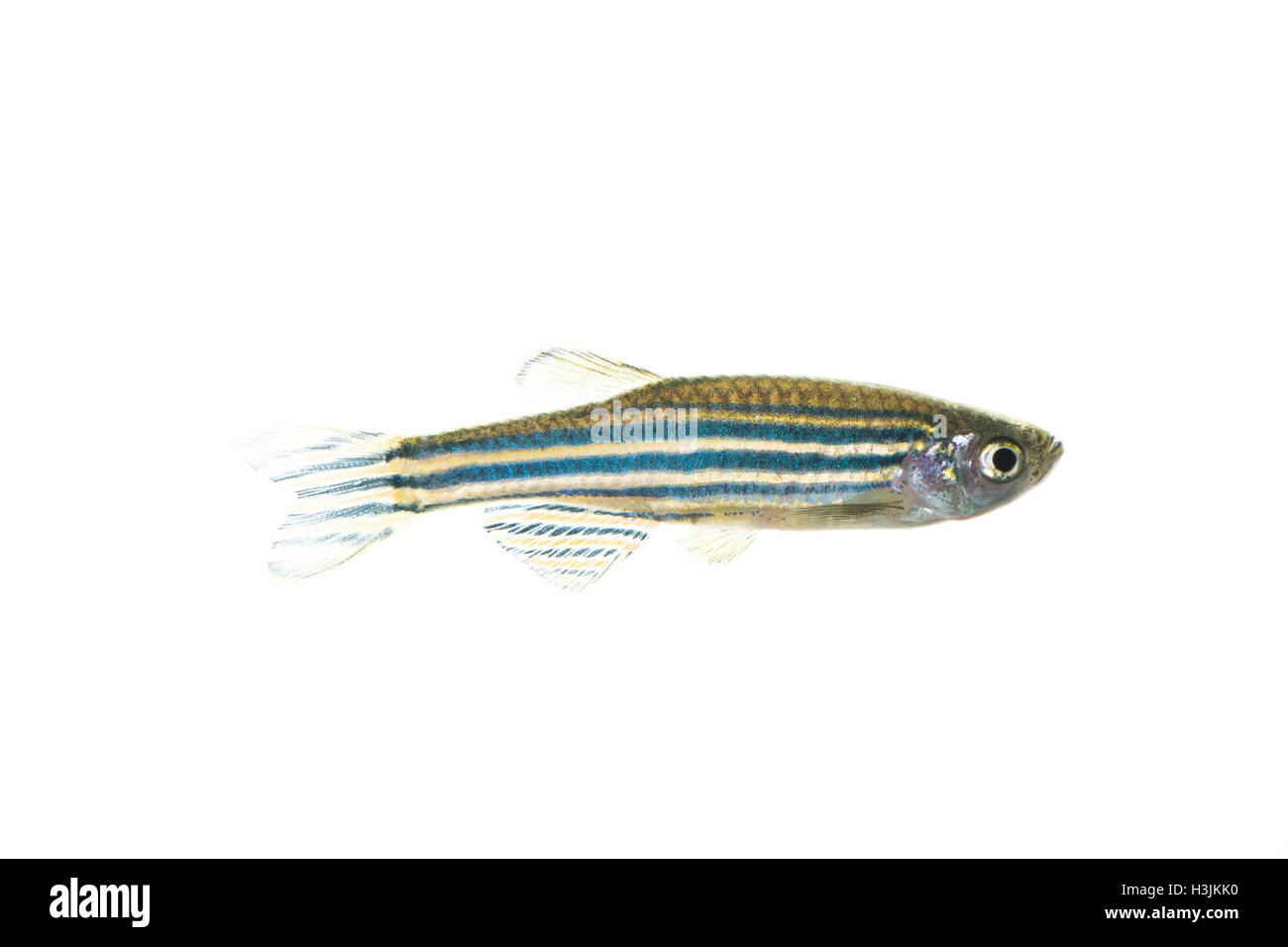 Zebrafish Foto Stock