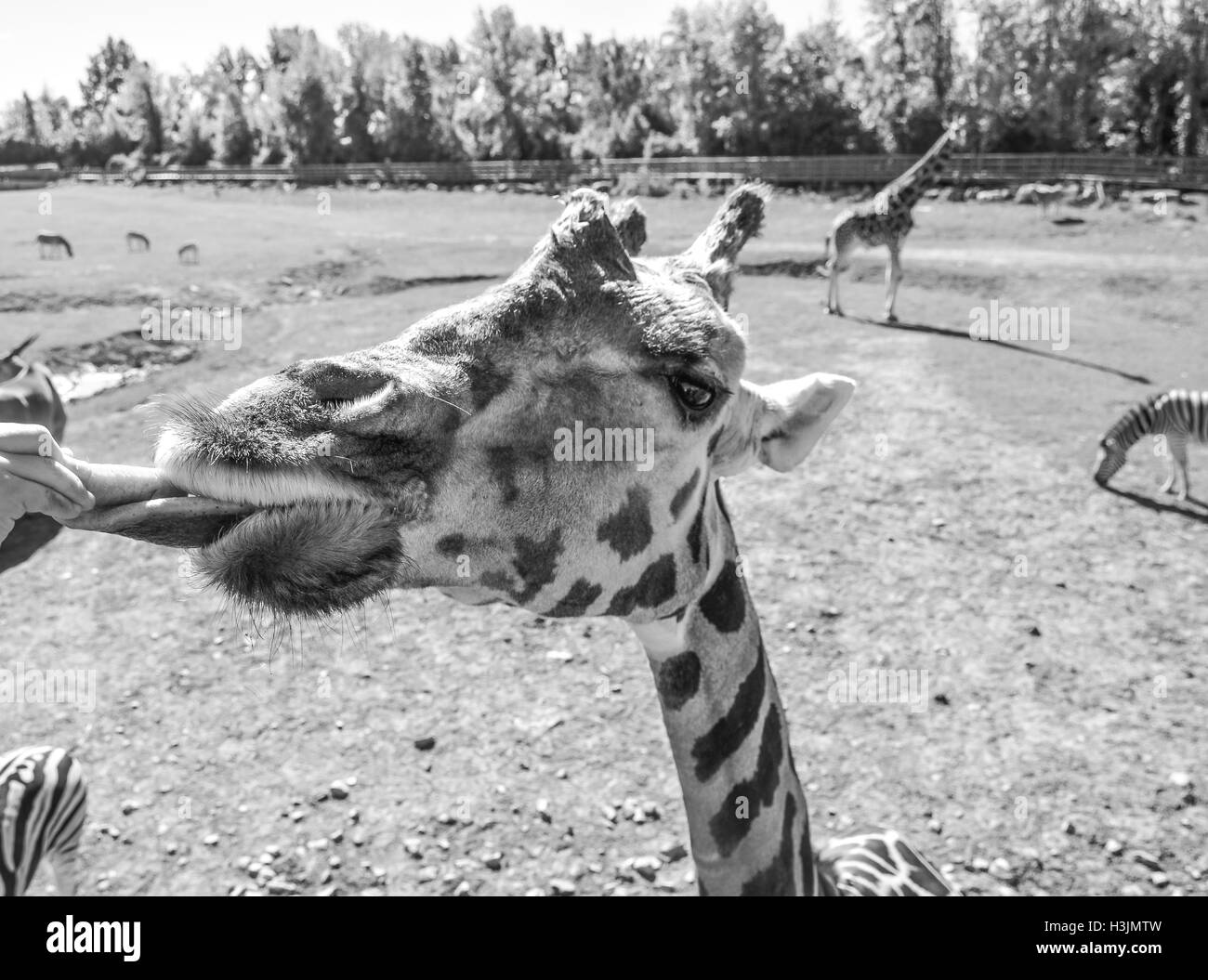 La giraffa che mostra la sua lingua in Quebec, Canada. Foto Stock
