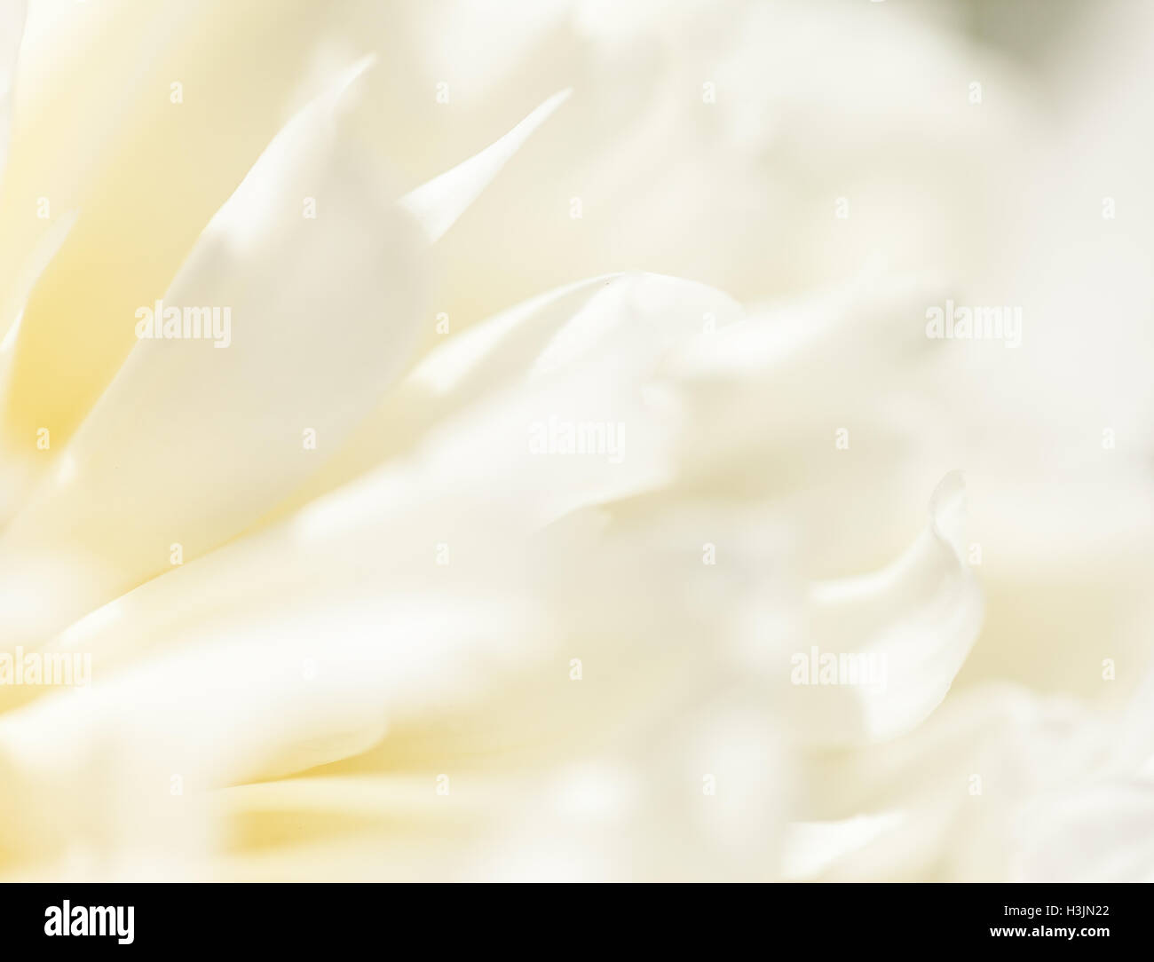 Close up fiore bianco petalo, teal, soft immagine da sogno Foto Stock