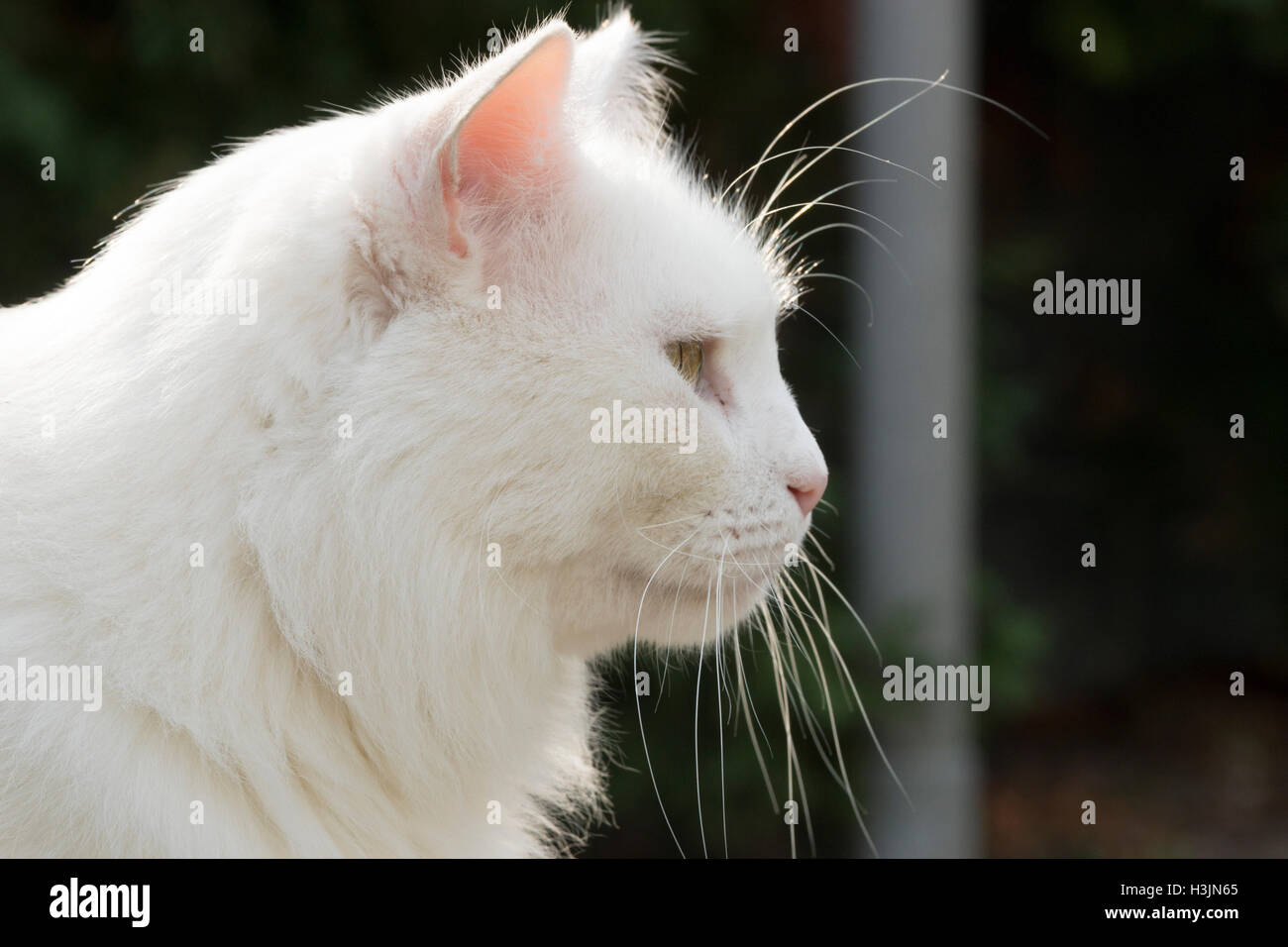 Gatto Bianco vicino fino dal lato Foto Stock