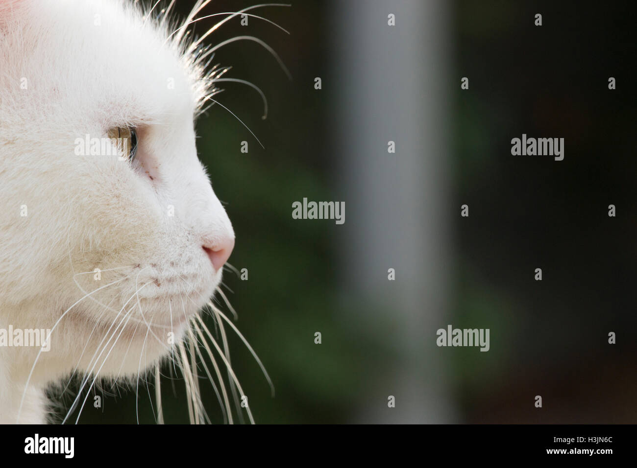 White cat close up naso Foto Stock