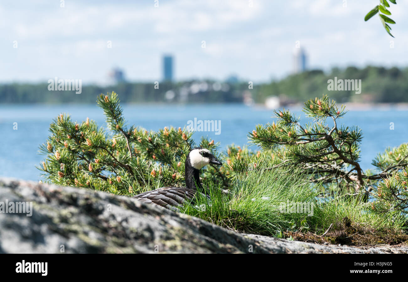 Barnacle goose nesting, Helsinki, Finlandia, Europa, UE Foto Stock