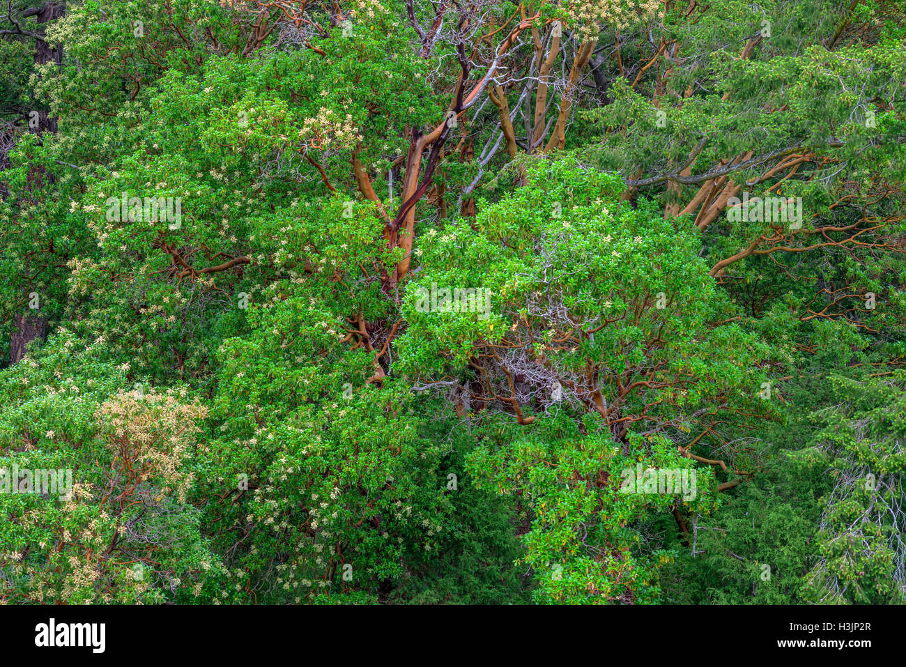 Stati Uniti d'America, Washington, San Juan Island National Historical Park, campo inglese, Pacific madrone alberi in fiore. Foto Stock