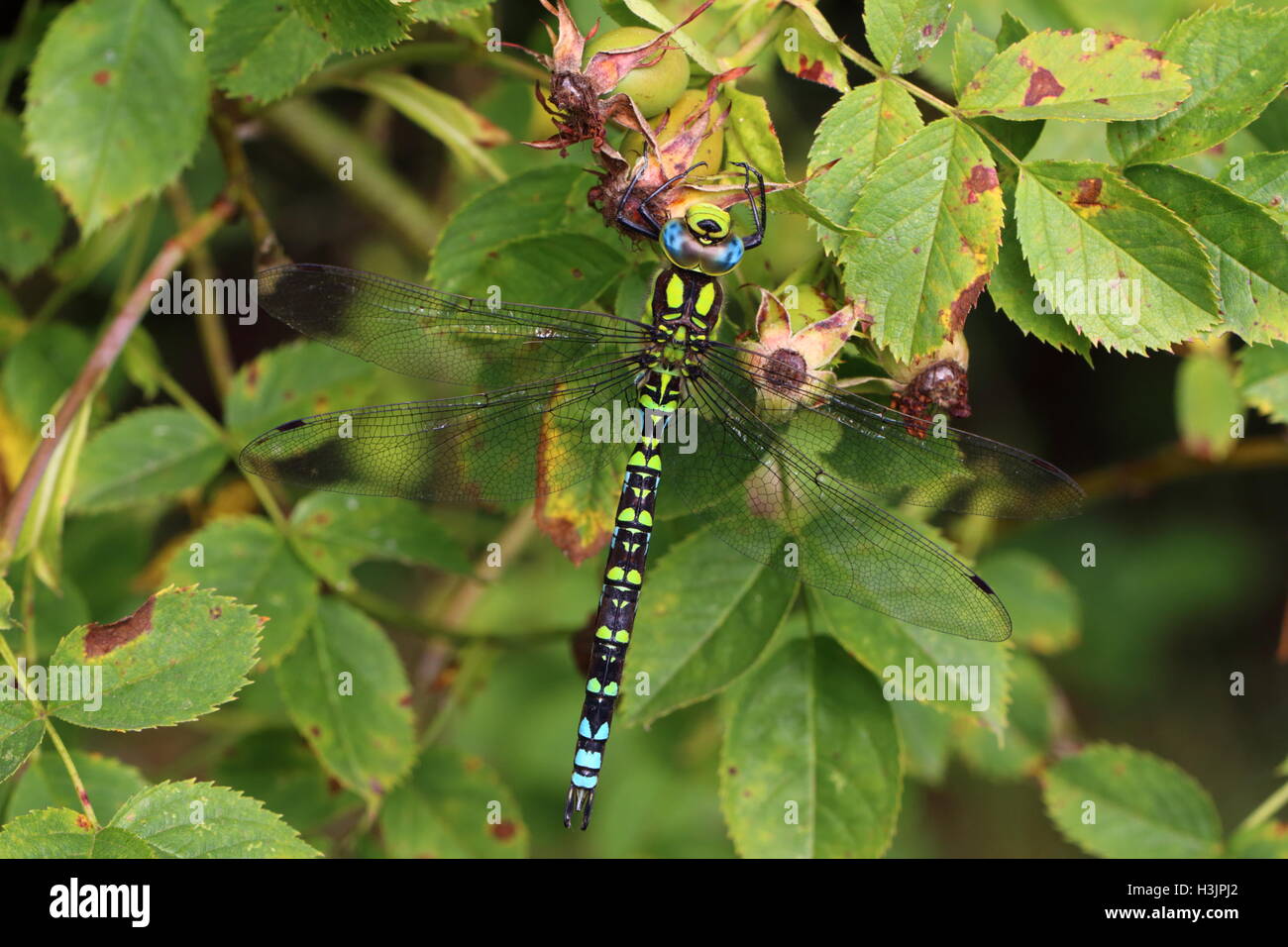 Maschio adulto Southern Hawker Libellula Foto Stock