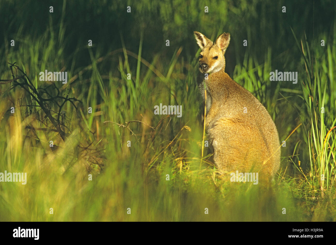 Rosso-un wallaby dal collo (macropus rufogriseus banksianus) Foto Stock