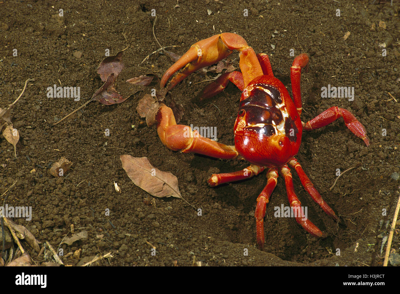 Isola di Natale granchio rosso (gecarcoidea natalis) Foto Stock