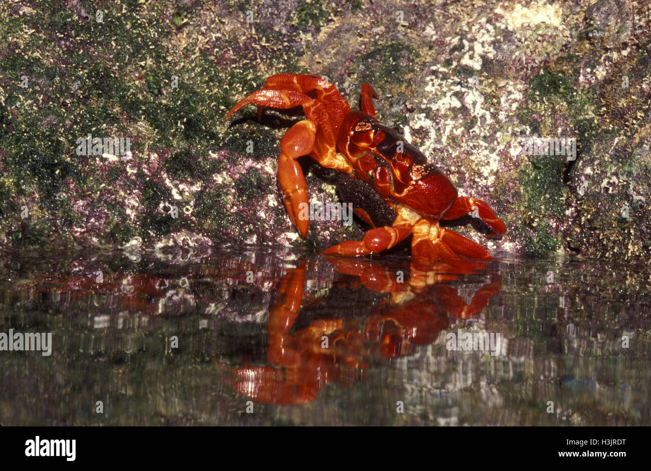 Isola di Natale granchio rosso (gecarcoidea natalis) Foto Stock