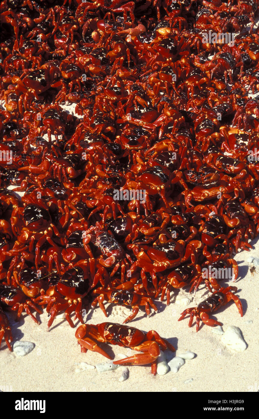 Isola di Natale granchio rosso (gecarcoidea natalis) Foto Stock