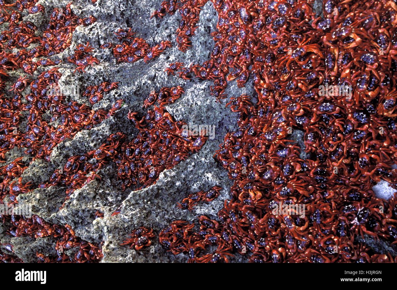 Isola di Natale granchio rosso (Gecarcoidea natalis) Foto Stock
