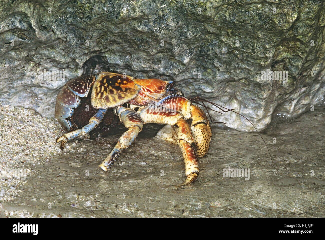 Il granchio del cocco (Birgus latro) Foto Stock