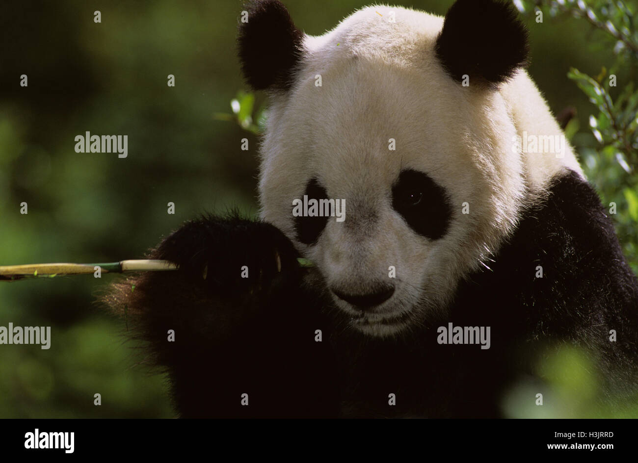 Panda gigante (Ailuropoda melanoleuca) Foto Stock