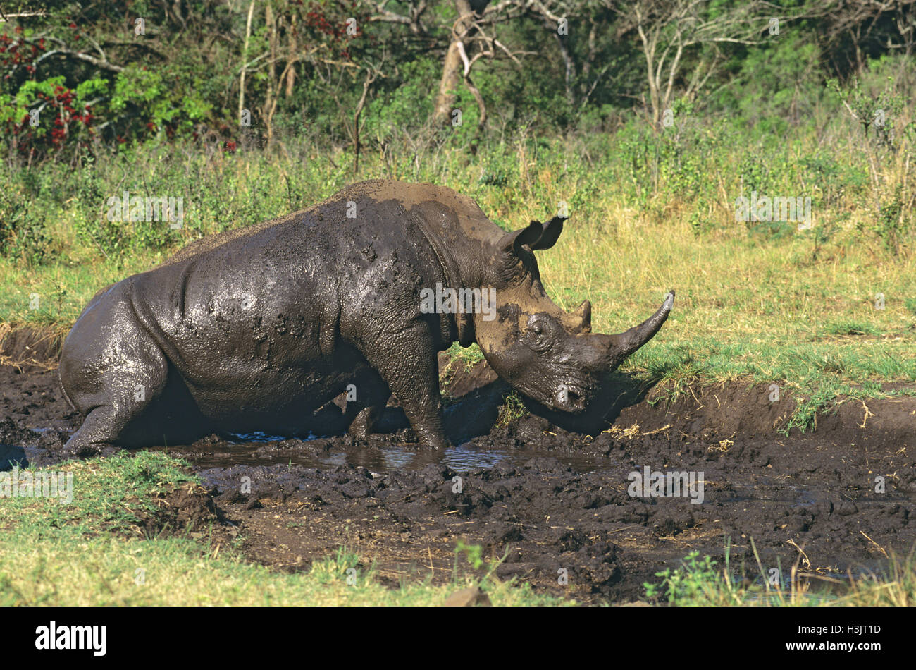 Rinoceronte bianco (Ceratotherium simum) Foto Stock