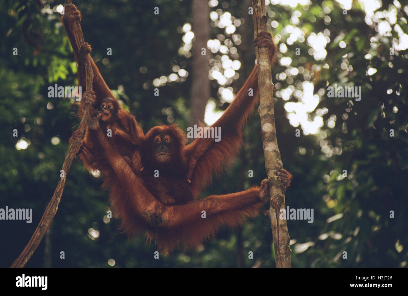 Bornean orangutan (pongo pygmaeus) Foto Stock