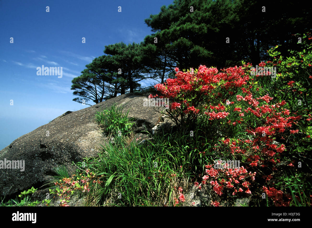 Rododendri in fiore nei huangshan, le montagne di colore giallo Foto Stock
