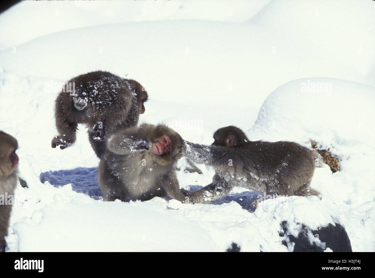 Macaque giapponese (Macaca fuscata) Foto Stock